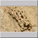 G-Odynerus spinipes w02c beim Nesteintrag einer Larve des Ruesselkaefers.jpg